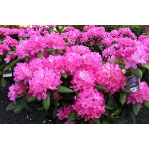 Rododendron hybridný (Rhododendron hybridum) ´ROSEUM ELEGANS´ - výška 30-40 cm, kont. C3L